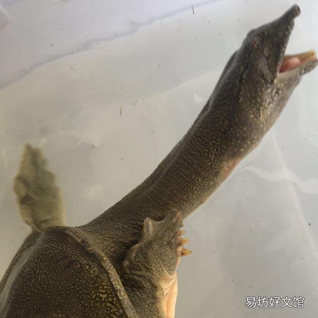甲鱼被蚊子叮必死,蚊子被甲鱼壳的烟熏到也必死,这是真的吗?为什么?