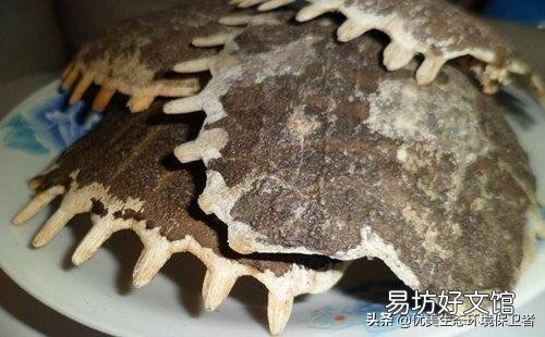 甲鱼被蚊子叮必死,蚊子被甲鱼壳的烟熏到也必死,这是真的吗?为什么?