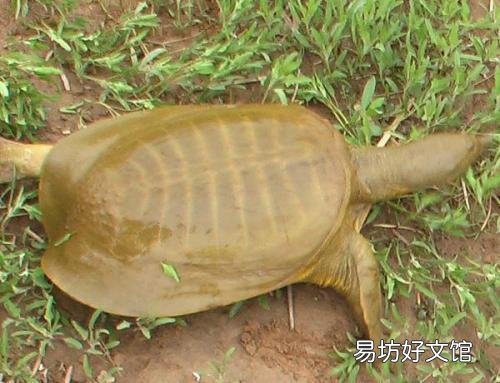 甲鱼被蚊子叮必死,蚊子被甲鱼壳的烟熏到也必死,这是真的吗?为什么?