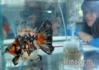 血鹦鹉和镏金金鱼哪个好养？