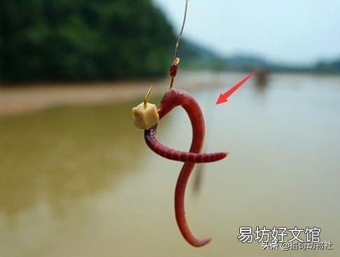 蚯蚓不生活在水中，魚為什么喜歡吃它？