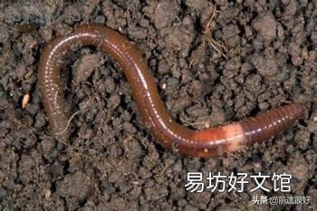 蚯蚓不生活在水中，魚為什么喜歡吃它？
