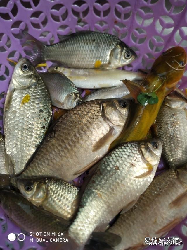 蚯蚓不生活在水中，魚為什么喜歡吃它？