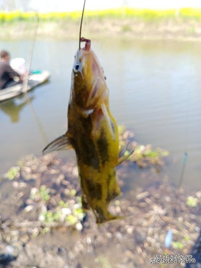 蚯蚓不生活在水中，魚為什么喜歡吃它？