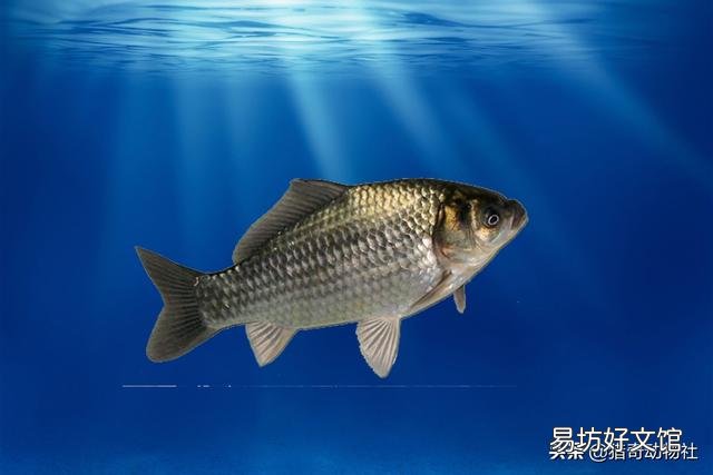 蚯蚓不生活在水中，魚為什么喜歡吃它？