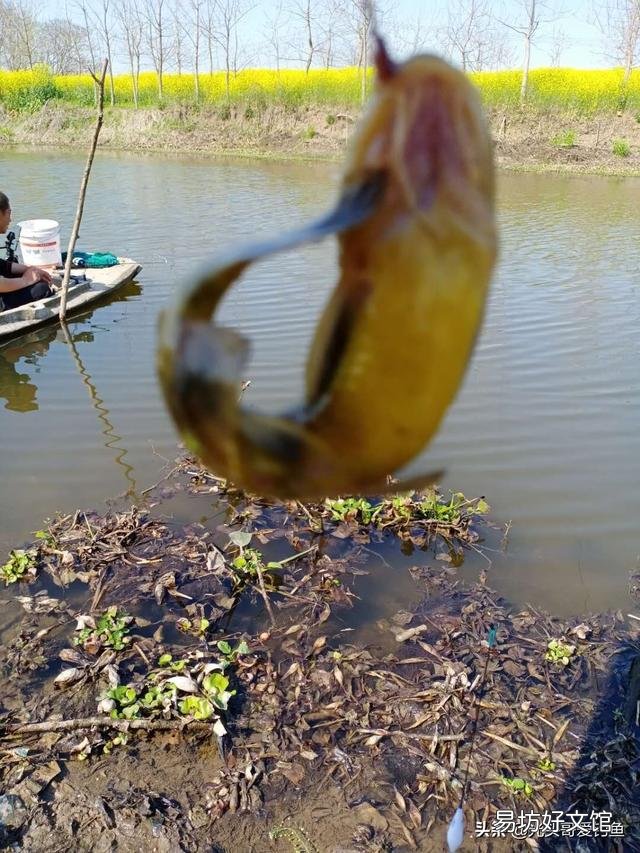 蚯蚓不生活在水中，魚為什么喜歡吃它？