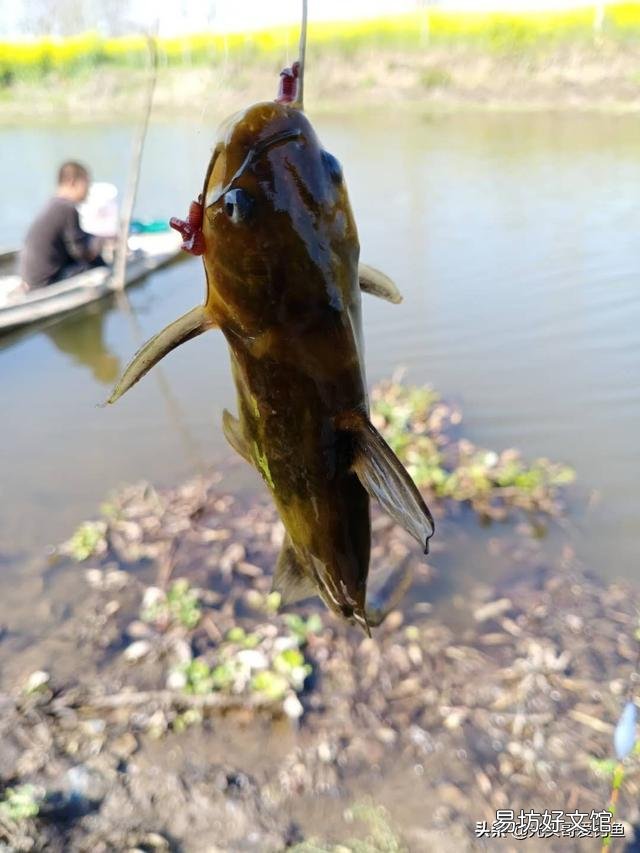 蚯蚓不生活在水中，魚為什么喜歡吃它？