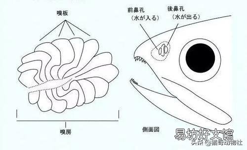 蚯蚓不生活在水中，魚為什么喜歡吃它？