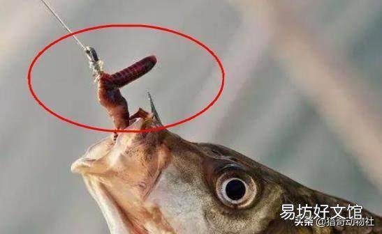 蚯蚓不生活在水中，魚為什么喜歡吃它？