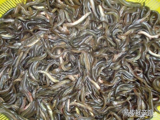 因疫情影响,人工饲养的野生动物甲鱼和鳄鱼还能不能继续养殖呢,各位元芳,你怎么看?