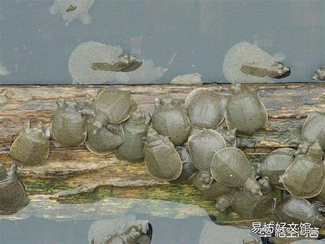 因疫情影响,人工饲养的野生动物甲鱼和鳄鱼还能不能继续养殖呢,各位元芳,你怎么看?