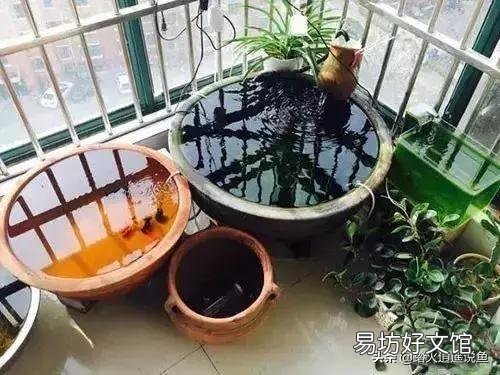 如何在水泥缸里养鱼?适合养什么鱼?