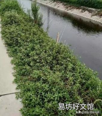 草鱼吃革命草吗？如何养殖？