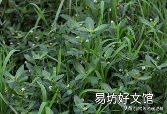 草鱼吃革命草吗？如何养殖？