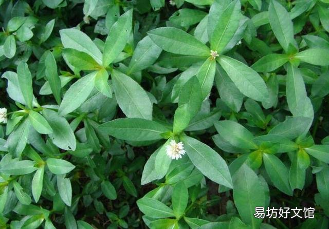 草鱼吃革命草吗？如何养殖？