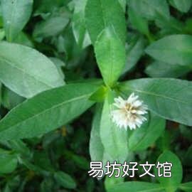 草鱼吃革命草吗？如何养殖？