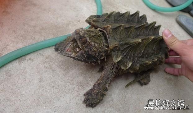 乌龟死了怎么给龟缸消毒?