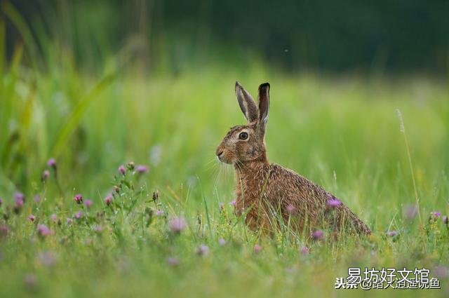 野兔子老偷吃香菜。老铁们给个办法既把它赶走又让香菜损失最低?