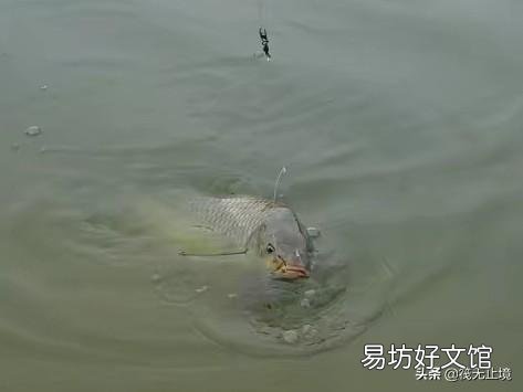 野生鱼越来越少，和越来越多的钓鱼人有多大关系？