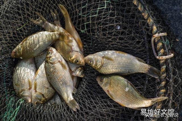 新挖的鱼塘,为什么放鱼苗下去都会死很多?