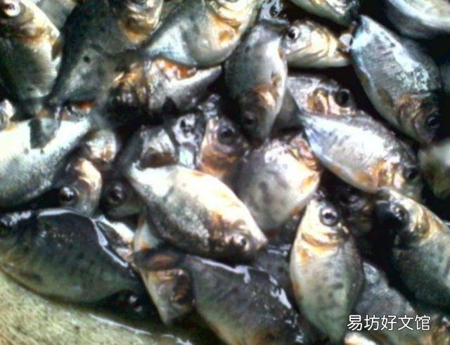 新挖的鱼塘,为什么放鱼苗下去都会死很多?