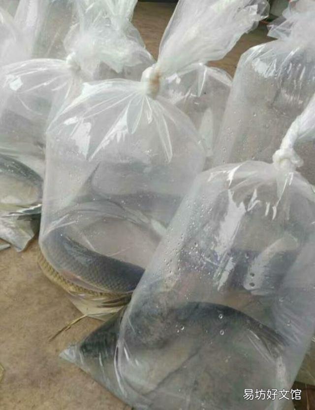 新挖的鱼塘,为什么放鱼苗下去都会死很多?