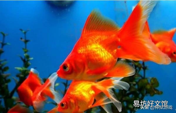 什么水果最适合鱼吃?