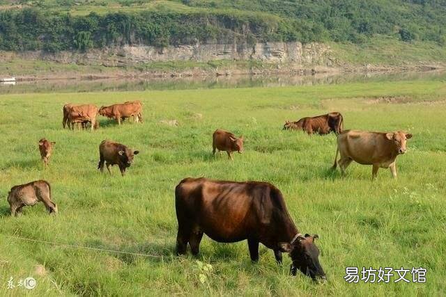 我有近一千亩山想搞养殖苦于没那么多本钱怎么办？
