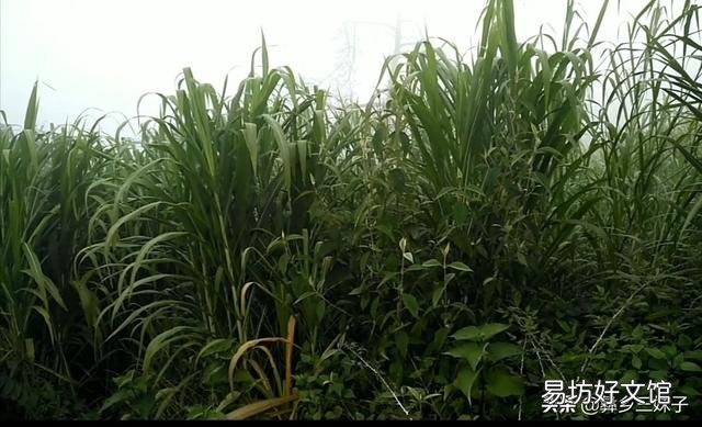 我有近一千亩山想搞养殖苦于没那么多本钱怎么办？