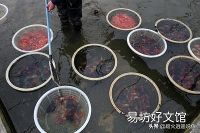 金魚產卵的時候沒有水草怎么辦？