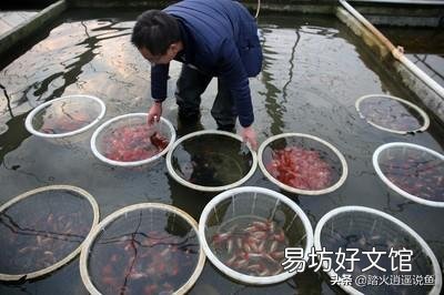金魚產卵的時候沒有水草怎么辦？