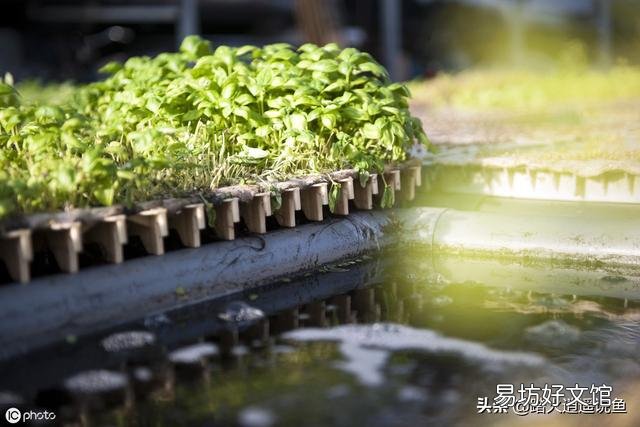家里楼顶的水池2、3天就变绿了,有什么办法能让水不变绿呢?