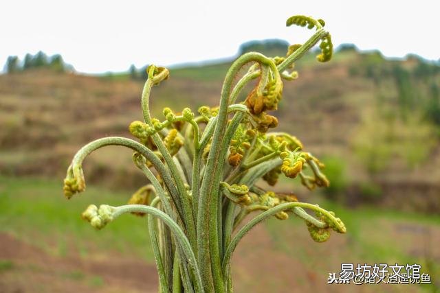 很多网友说蕨菜不能吃，专家说吃蕨菜致癌，为什么农村人还吃？
