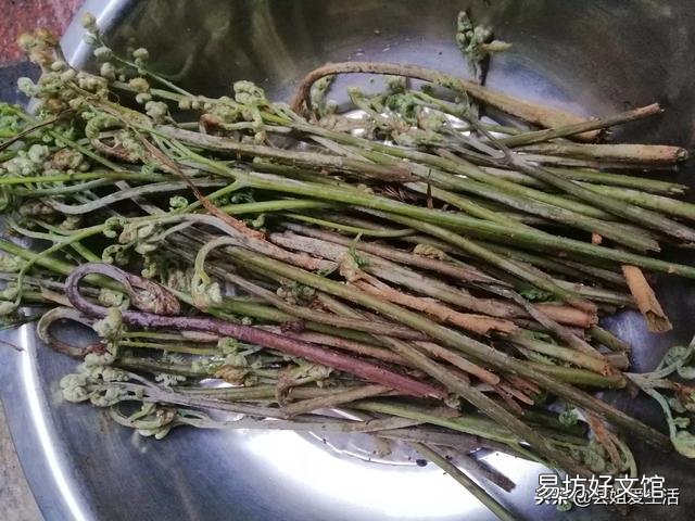 很多网友说蕨菜不能吃，专家说吃蕨菜致癌，为什么农村人还吃？