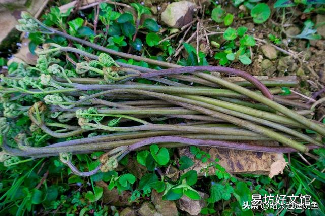 很多网友说蕨菜不能吃，专家说吃蕨菜致癌，为什么农村人还吃？