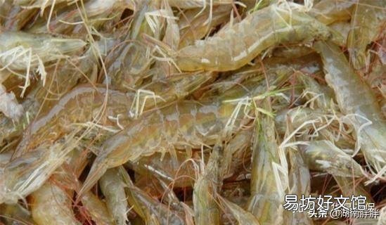 对虾偷死常常发生，该怎么预防？