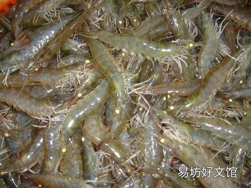 对虾偷死常常发生，该怎么预防？