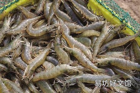 对虾偷死常常发生，该怎么预防？
