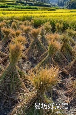 在农村有200亩流转土地,目前一年种植水稻一季。干什么会收入更高?