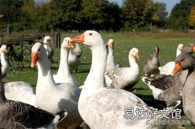 在农村有200亩流转土地,目前一年种植水稻一季。干什么会收入更高?