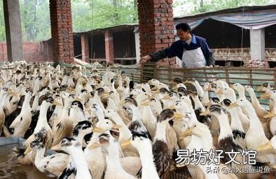 在农村有200亩流转土地,目前一年种植水稻一季。干什么会收入更高?