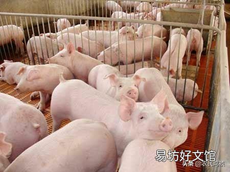 怎样才能让大家回农村种田、养猪、养鸡鸭牛羊呢?
