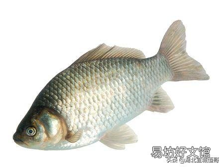 别人鱼塘的鱼放在自家鱼塘为什么会死掉？