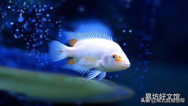 别人鱼塘的鱼放在自家鱼塘为什么会死掉？