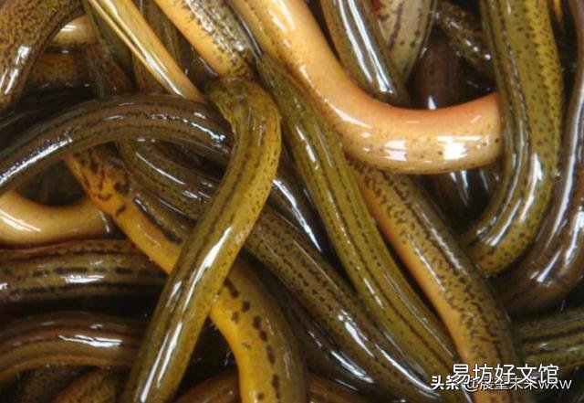 今年的龙虾不值钱,可以改喂鳝鱼吗?
