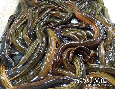 地籠里放什么誘餌能逮到黃鱔？