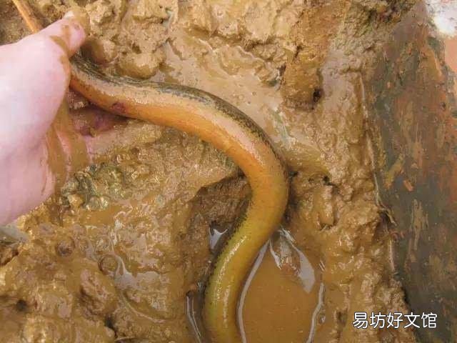 地籠里放什么誘餌能逮到黃鱔？