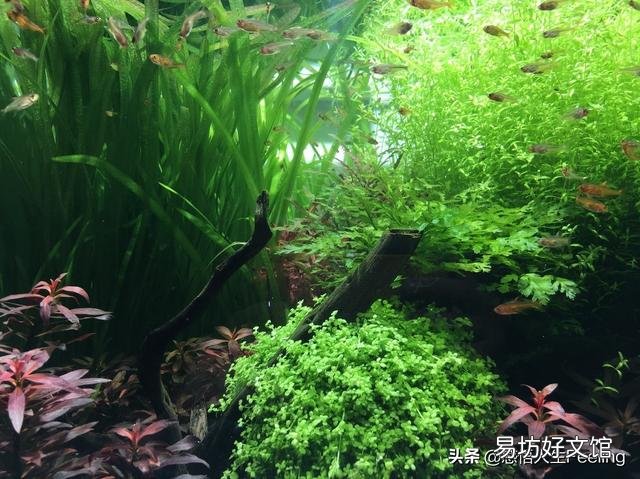 鱼缸里添加什么可使水变得清澈透明起来?有哪些净化水质的方法?