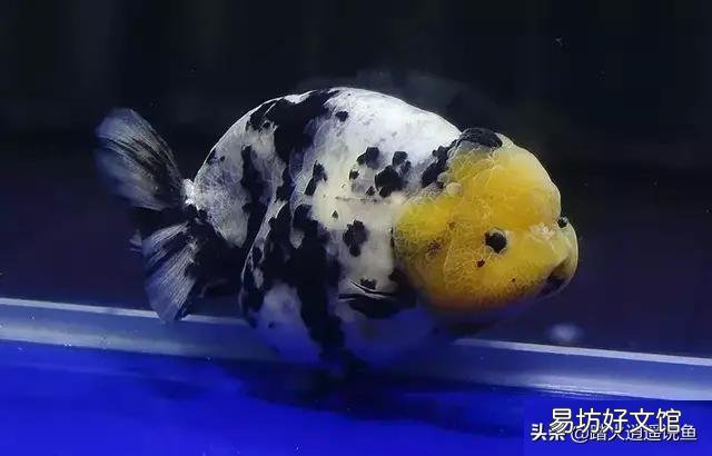 兰寿金鱼喂哪种饲料好?选下沉饲料还是上浮饲料哪种更好?