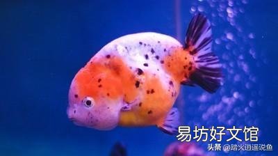 兰寿金鱼喂哪种饲料好?选下沉饲料还是上浮饲料哪种更好?